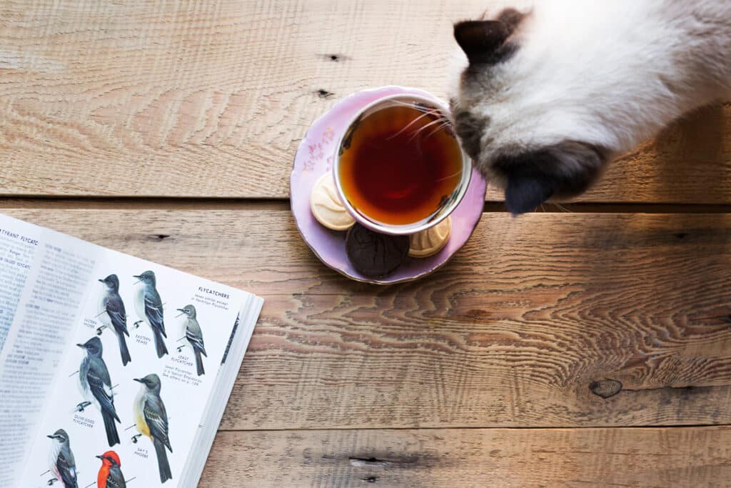 An image with a kitty, cup of tea, and a book about birds.