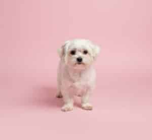 An Exquisite Potomac Estate: High-End Furniture, Art, Rugs, and Decor